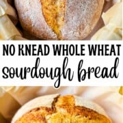 Freshly baked whole wheat sourdough loaf on parchment paper, with a rustic golden crust and a deep center score.