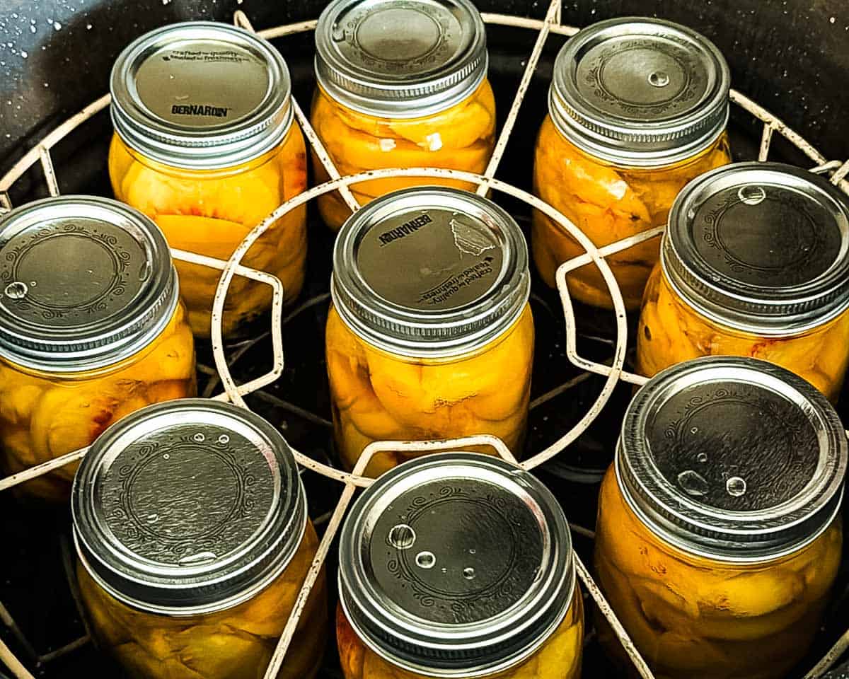 Jars of peaches arranged in a water bath canner for processing.