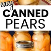 Homemade canned pear halves in light syrup in glass mason jars after water bath canning.